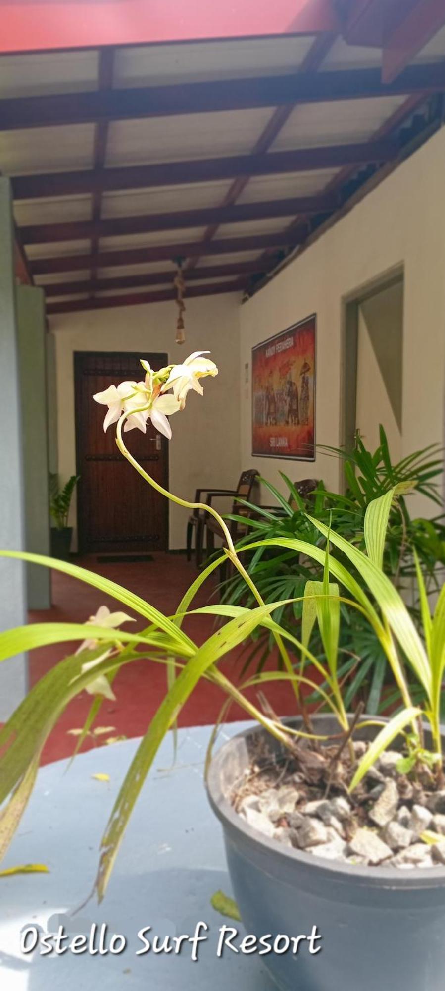 Ostello Surf Resort Ahangama Oda fotoğraf